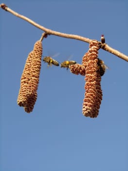 Hazel bush - Corylus avellana