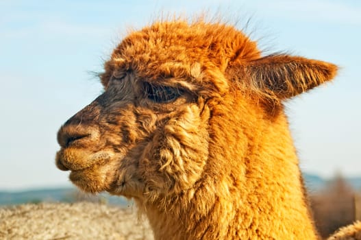Alpaca,Vicugna pacos