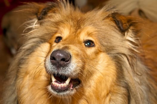Collie