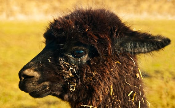 Alpaca,Vicugna pacos