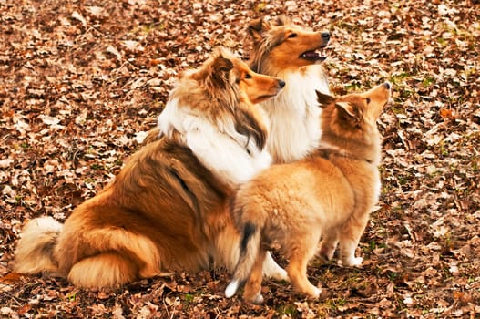 British and American Collies