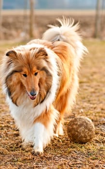Collie plays soccer