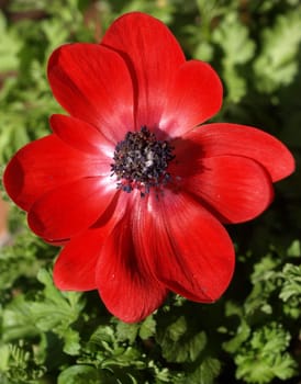 Crown anemone