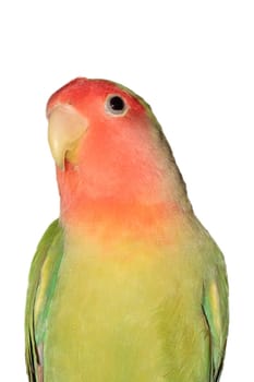 agaporni or small red parrot green and yellow on white background