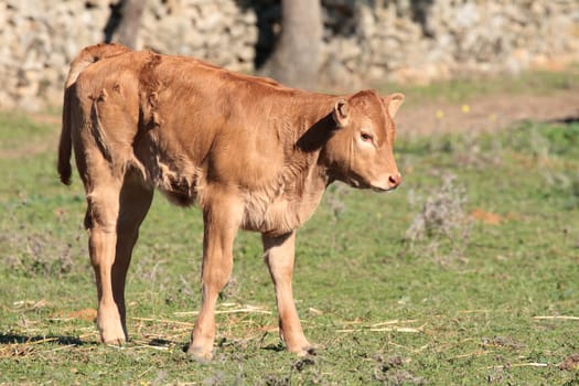 small brown calf on the farm eating grass