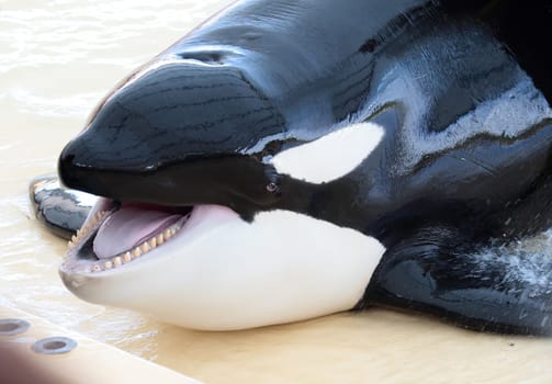 portrait of a killer whale with mouth open showing its teeth and tongue
