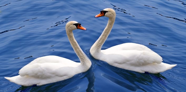 couple of swan
