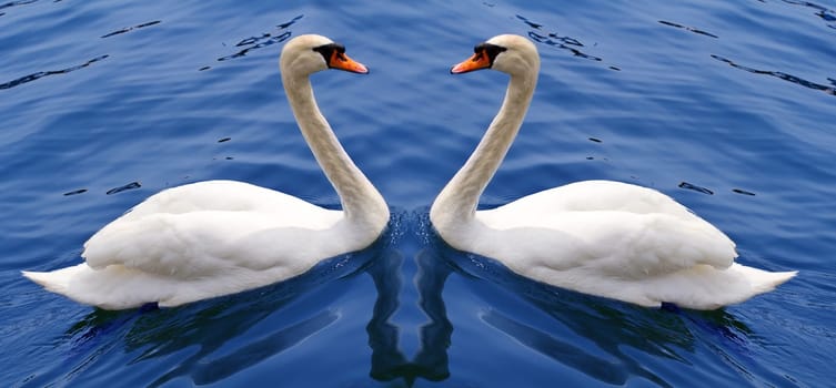 couple of swan