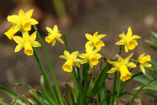 Daffodils