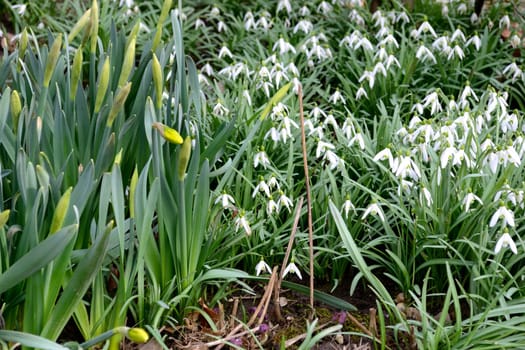 Galanthus nivalis and Narcissus pseudonarcissus