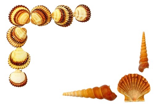 Seashells isolated on white background