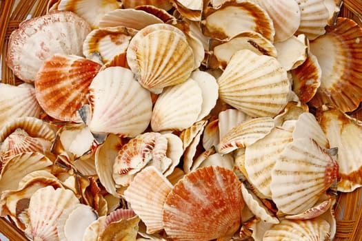 Lot of seashells in a basket
