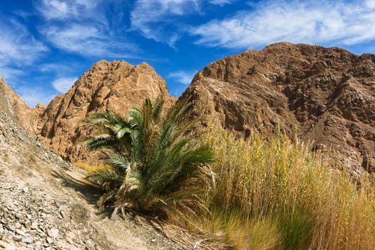 WADI QNAI