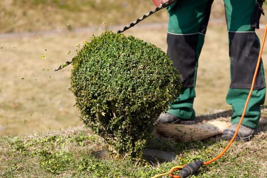 Gardening,trimming a hedge with tools