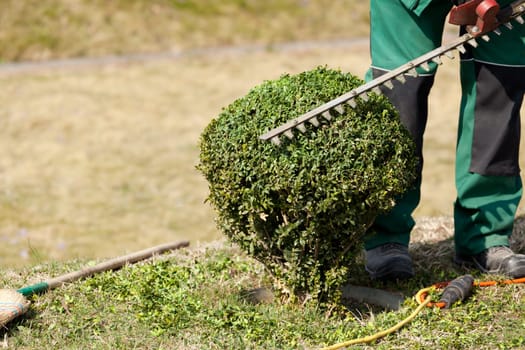 Gardening,trimming a hedge with tools
