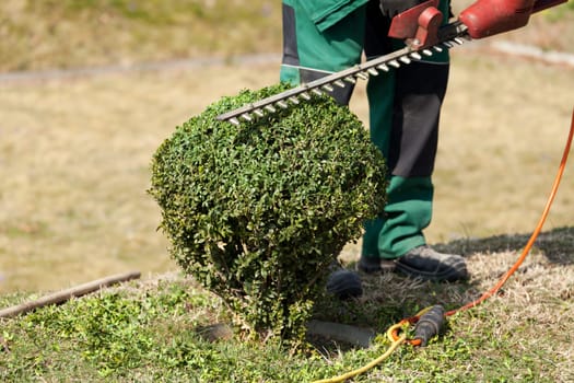 Gardening,trimming a hedge with tools
