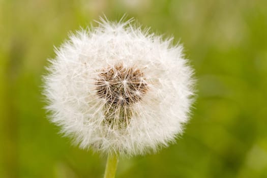 close-up of dandelion clock ,on green blurry background