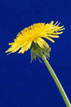 yellow dandelion isolated over a blue background
