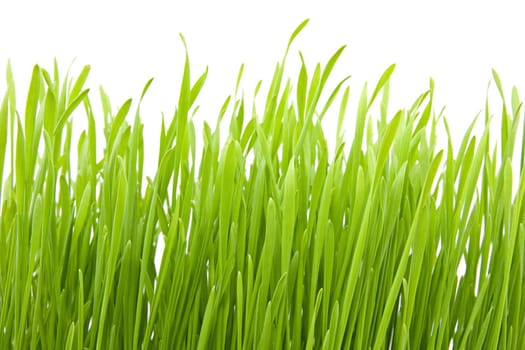 fresh spring green grass isolated on white background