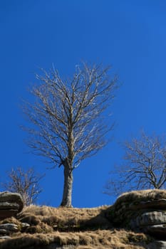 Tree in the Albert quarry