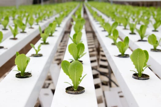 Organic hydroponic vegetable garden at Cameron Highlands Malaysia