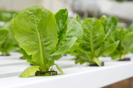 Organic hydroponic vegetable garden at Cameron Highlands Malaysia