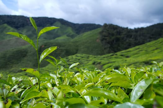 Tea leaves with plantation in the background