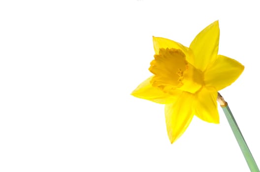 Daffodil