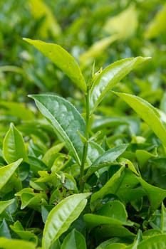 Tea leaves with plantation in the background