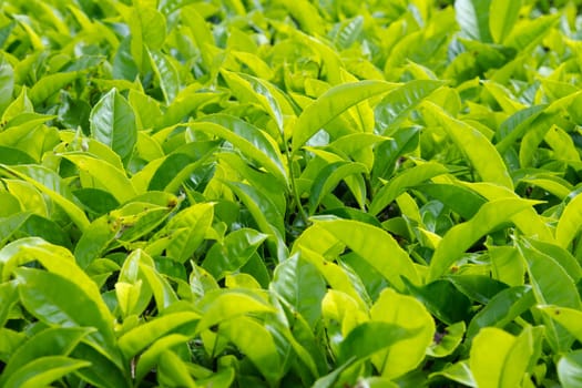 Tea leaves with plantation in the background