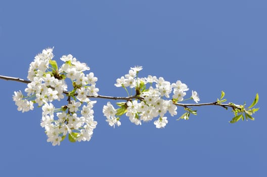 Cherry blossom branch