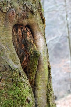 Enchanted beech in the Helenental
