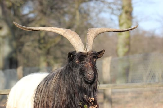 Valais black-necked goat at Sababurg Zoo