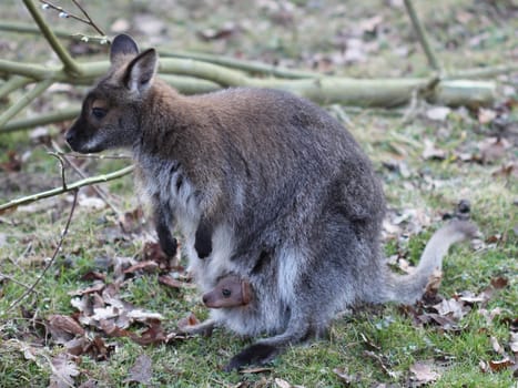 Bennett kangaroo with cub in pouch