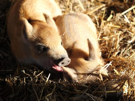 Newborn woolly piglets at Sababurg Zoo