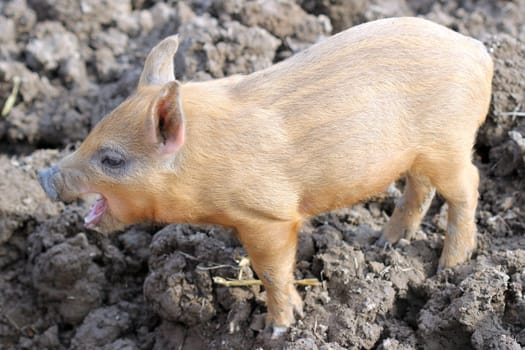 Yawning woolly piglet at Sababurg Zoo