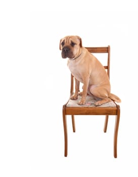 A lovely young puppy sharpei dog sitting nice on an old chair, for  white background, waiting for his treat.