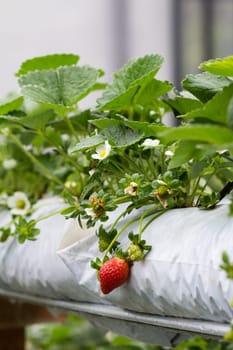 The organic strawberry farm