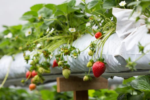 The organic strawberry farm