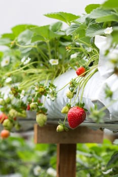 The organic strawberry farm