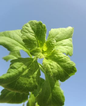 Stevia rabaudiana