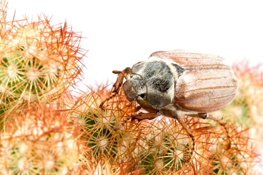 close-up of spring beetle cockchafer on spiky cactus