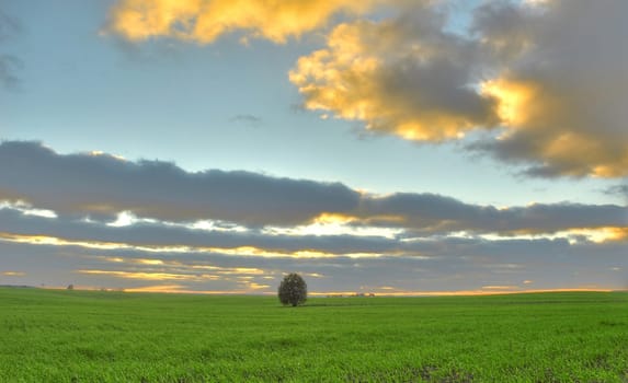 Lonely tree on a green field