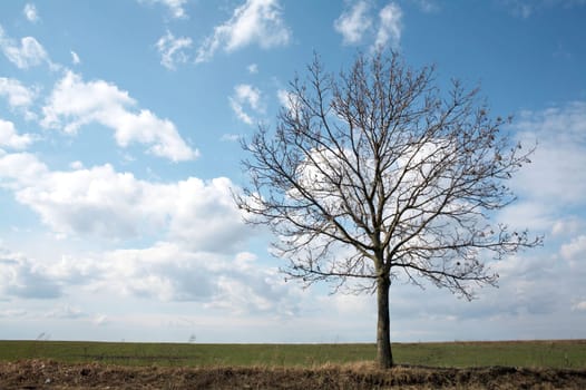 A lonely tree in the field