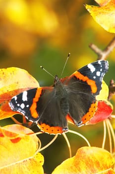 A fragile butterfly sitting amongst leaves