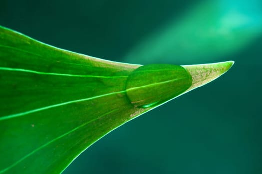 An image of part of leaf with water drop