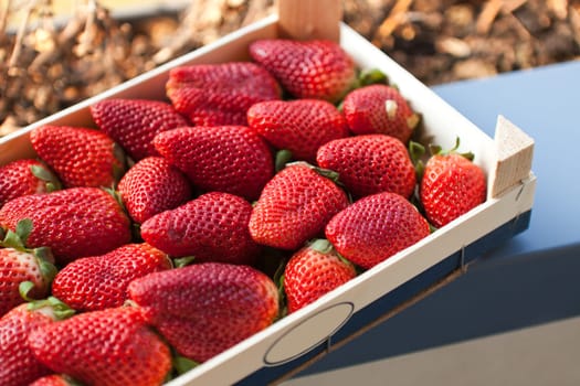 Fresh strawberries in the fruit box