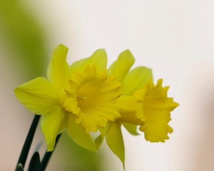 Daffodils