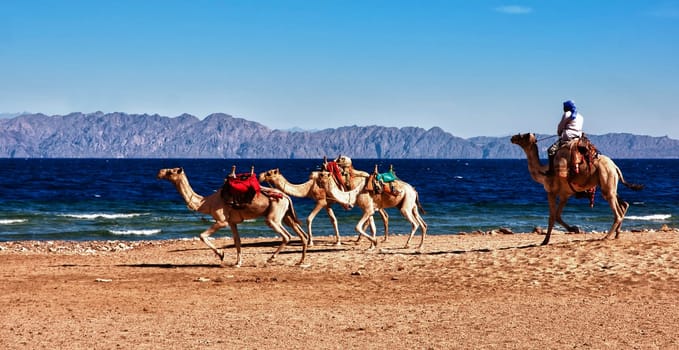 hoo hopp camels can also be fast