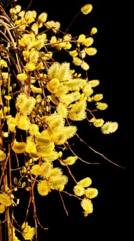 Willow catkin